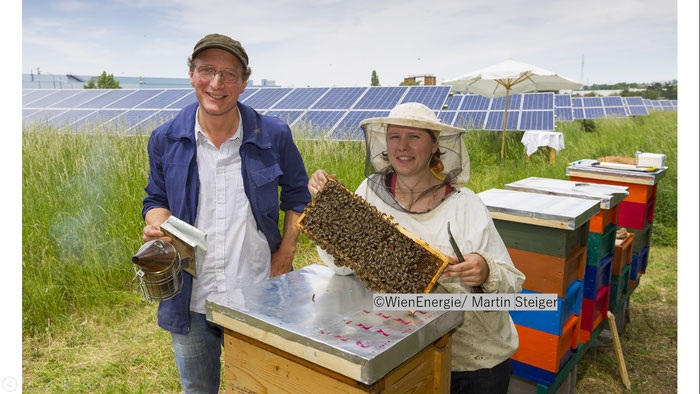 ©WienEnergie/ Martin Steigerオーストリアの首都ウィーンにある産業地帯にある。この再エネパークでは、年間100㌔の蜂蜜を収穫している