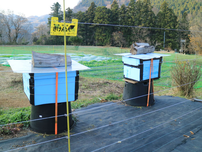 ミツバチ箱、防寒用、きけんは鹿の防止用の電気柵