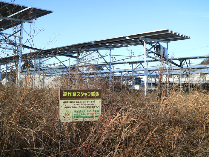 古河片田のソーラーシェアリング、運営会社は東京だが、地元の農園がスタッフ募集中