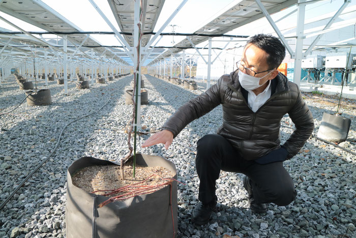 陸前高田自然エネルギー・ソーラーシェアリングとぶどうの苗