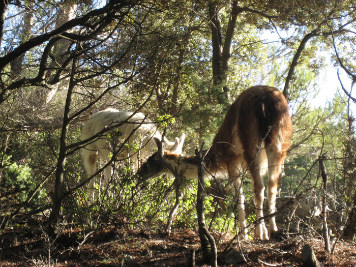 les lamas en pleine action de débroussaillement