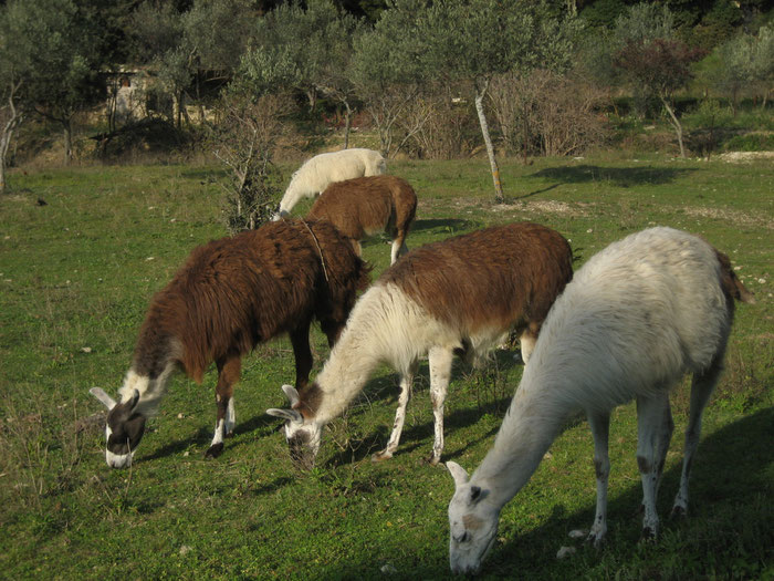 C'est l'automne, les lamas broutent encore quelques brins d'herbe avant l'assaut de l'hiver.