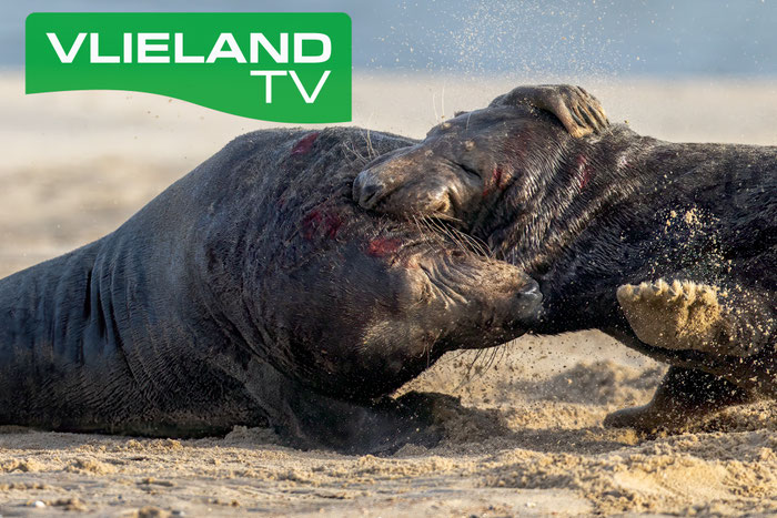 Klik hier voor de Playlist Zeehonden op Vlieland TV