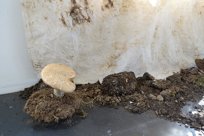 Maaijke Middelbeek, Fungi drawing, Symbiogenetic artwork