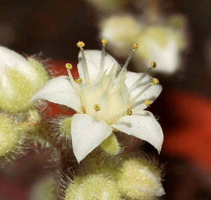 Sedum mocinianum