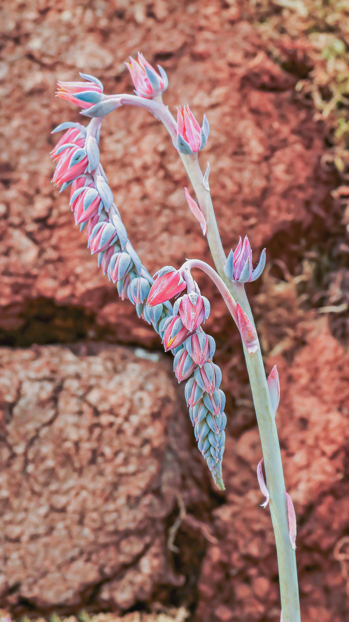 Echeveria desmetiana