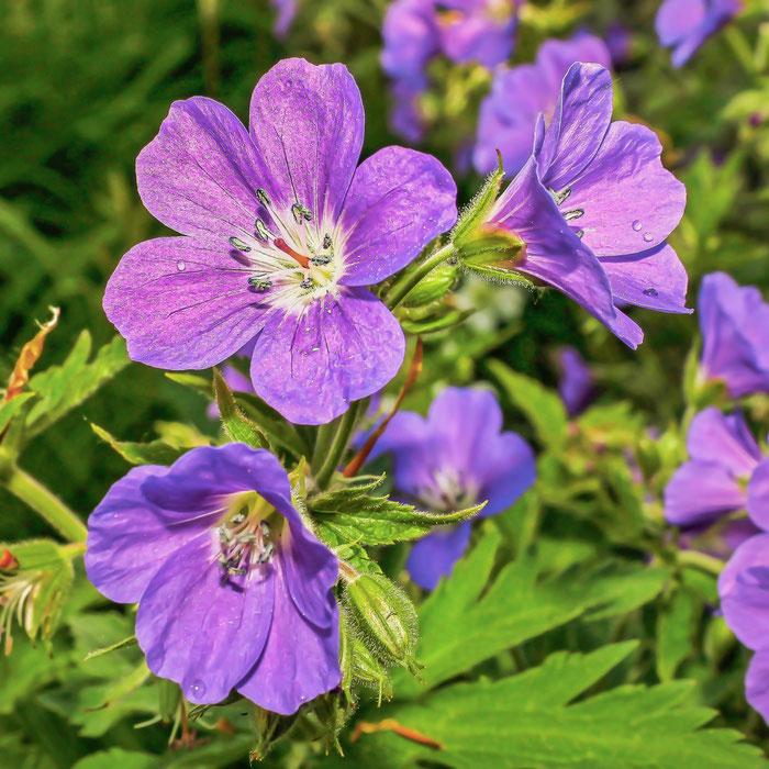 Geranium sylvaticum