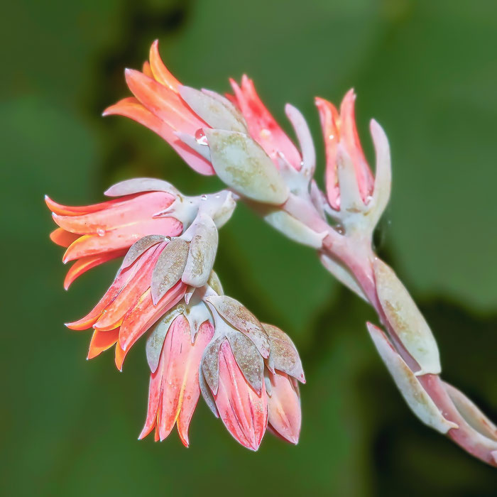 Echeveria desmetiana