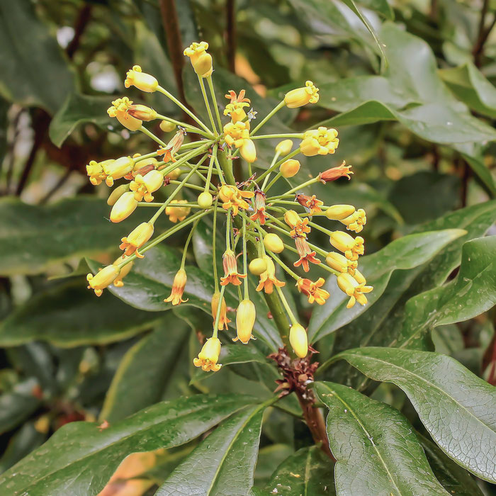 Pittosporum podocarpum