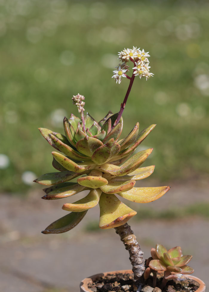 Sedum orbatum