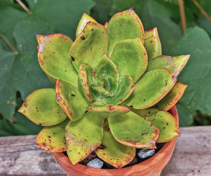 Sedum orbatum