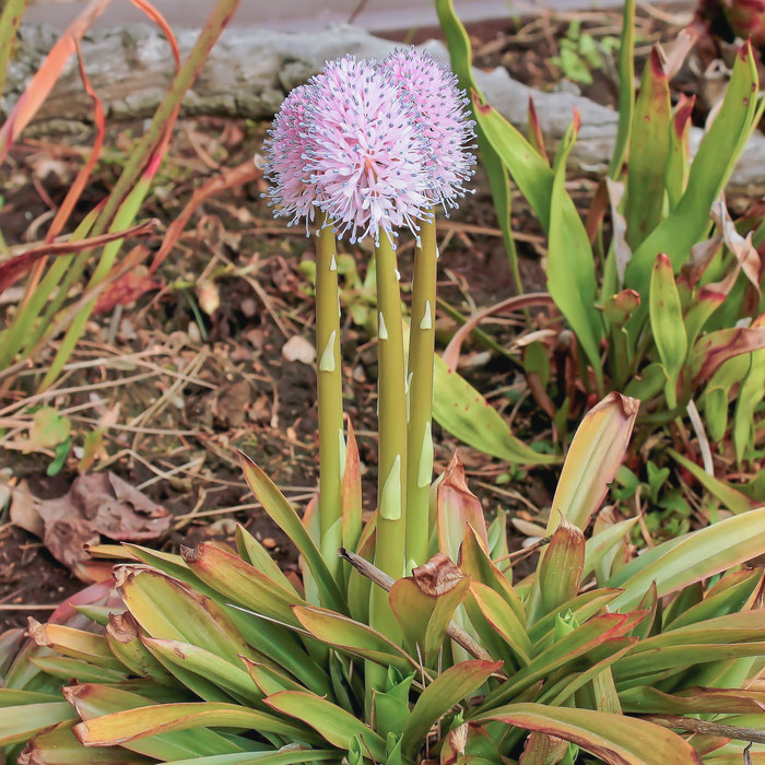 Helonias bullata