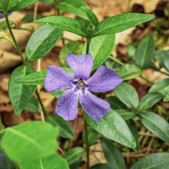 Vinca minor