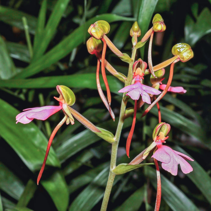Habenaria rhodocheila