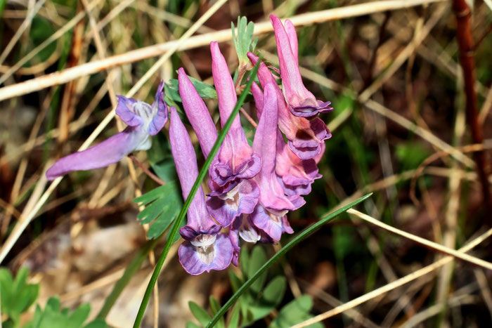 Corydalis solida