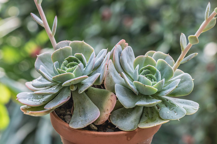 Echeveria runyonii