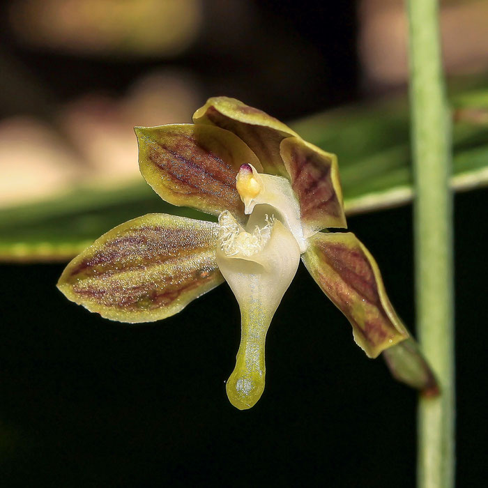 Eulophia gracilis