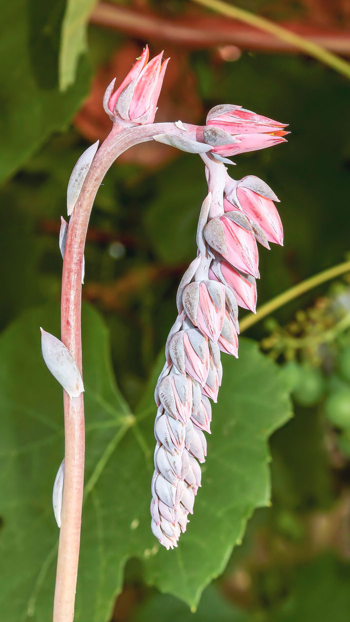 Echeveria desmetiana