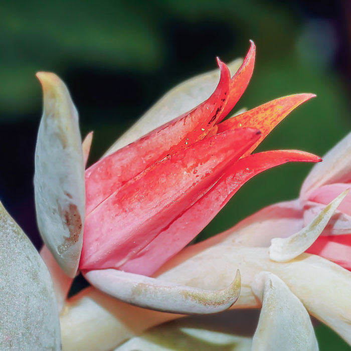 Echeveria runyonii