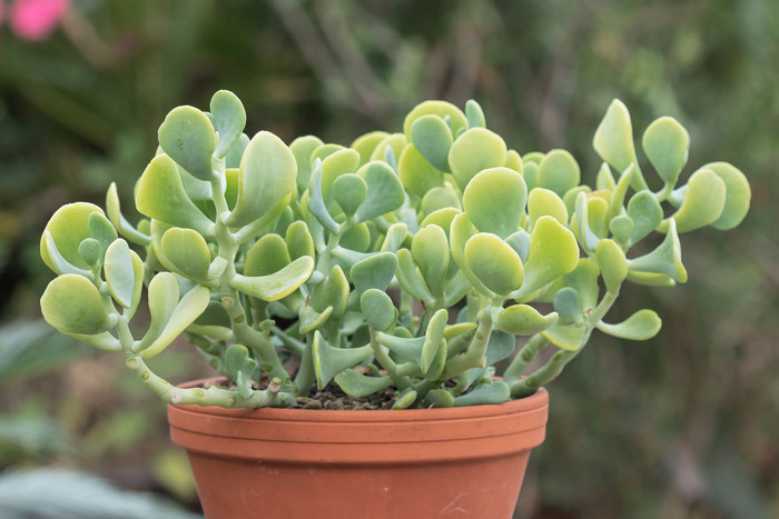 Sedum alexanderi