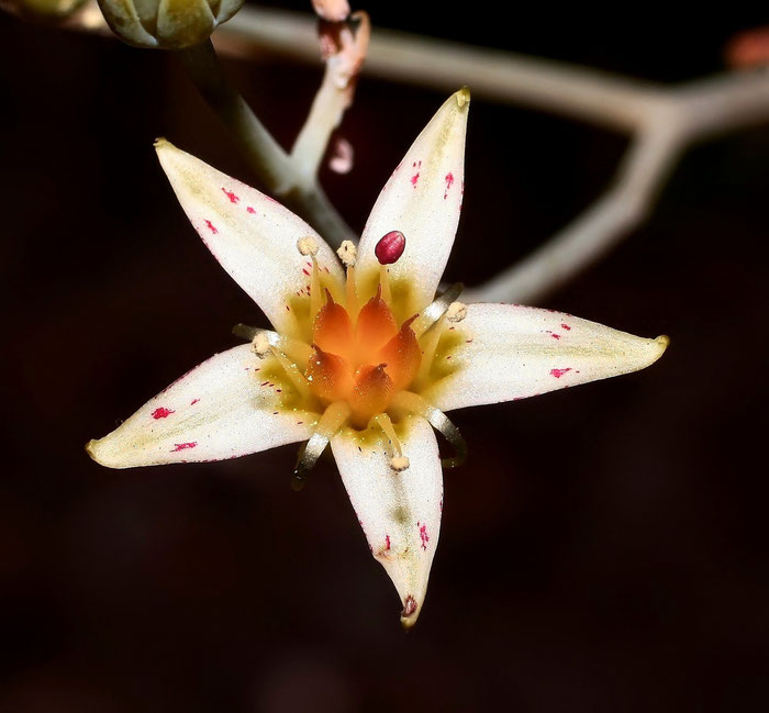 Graptopetalum paraguayense ssp. bernalense