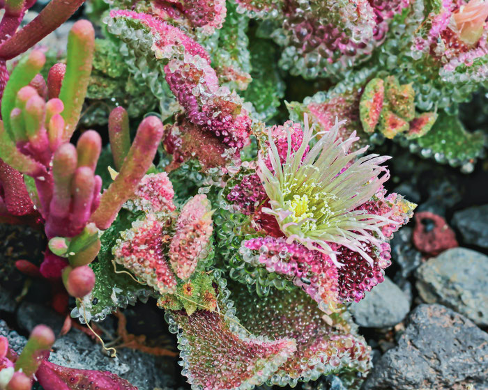 Mesembryanthemum crystallinum
