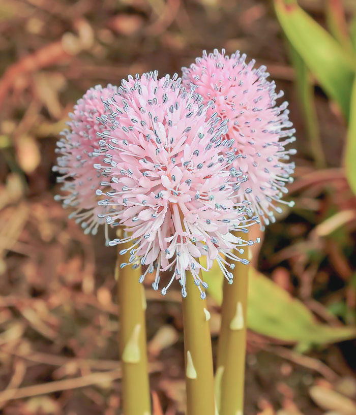Helonias bullata