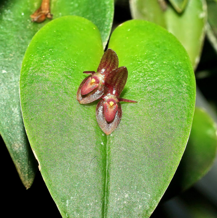 Pleurothallis erythrium