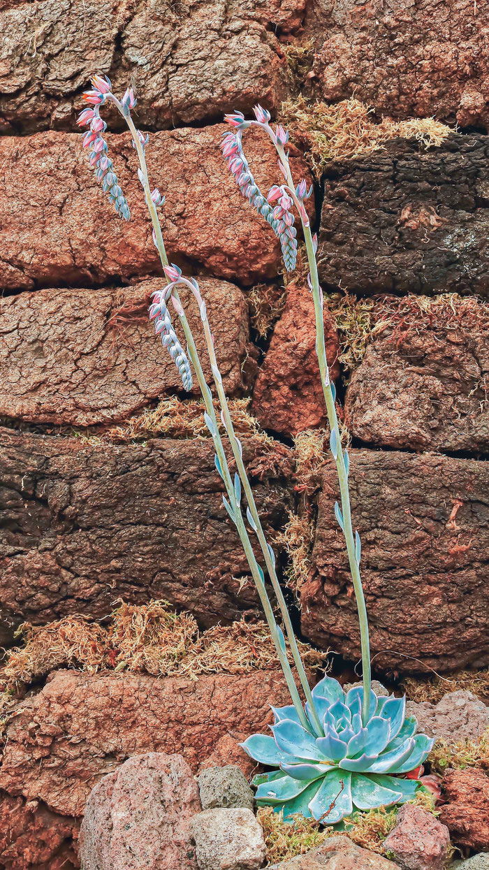 Echeveria desmetiana
