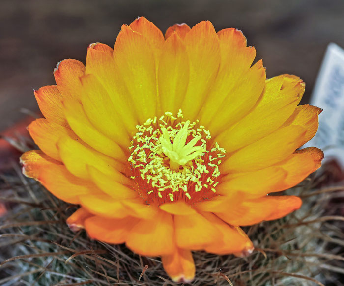 Parodia aureispina; Parodia microsperma