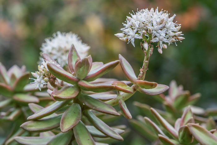 Sedum adolphi