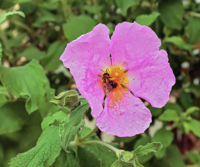 Cistus creticus