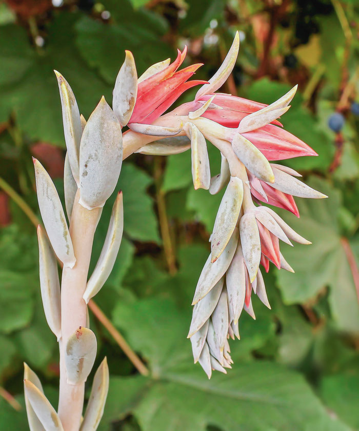 Echeveria runyonii