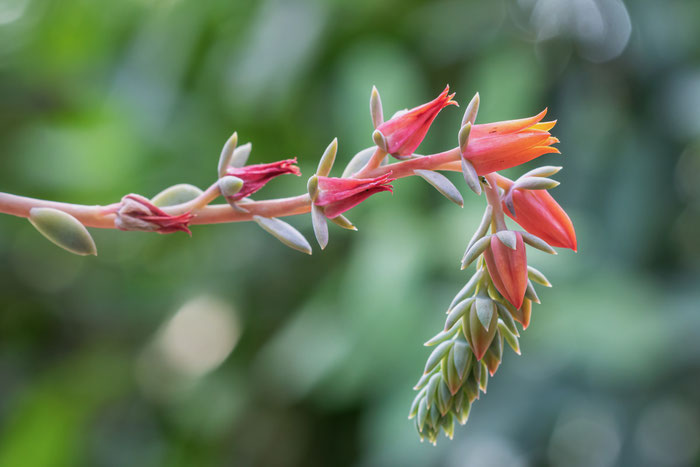 Echeveria runyonii