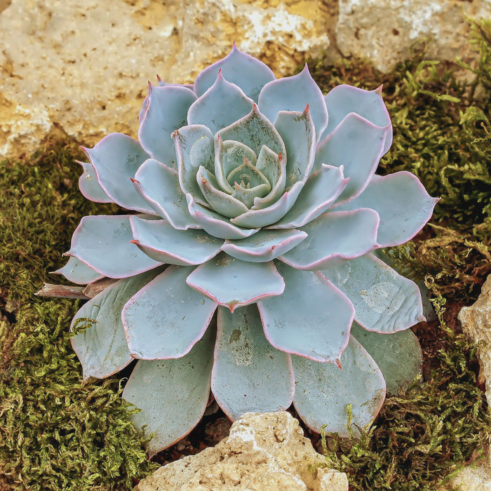 Echeveria desmetiana