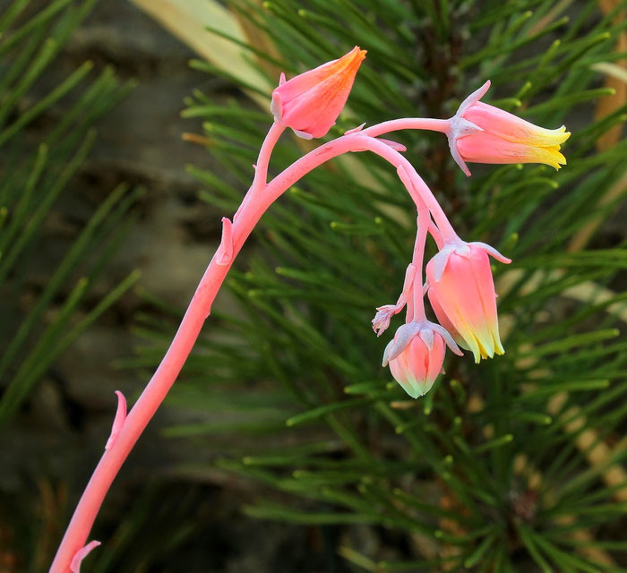 Echeveria elegans