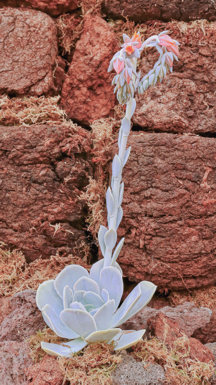 Echeveria runyonii