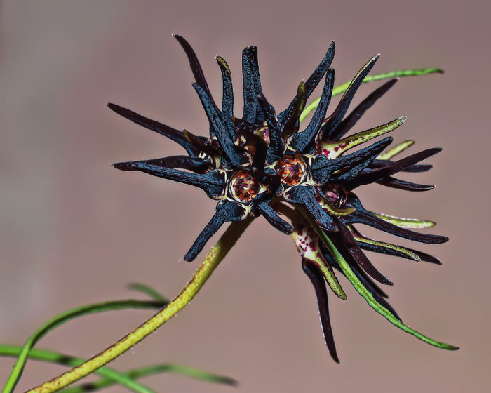Ceropegia bracteolata