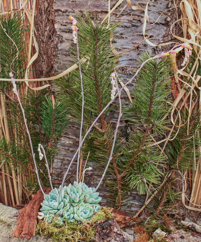 Echeveria elegans var. kesselringiana