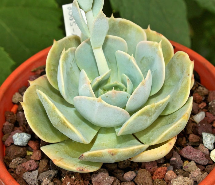 Echeveria runyonii