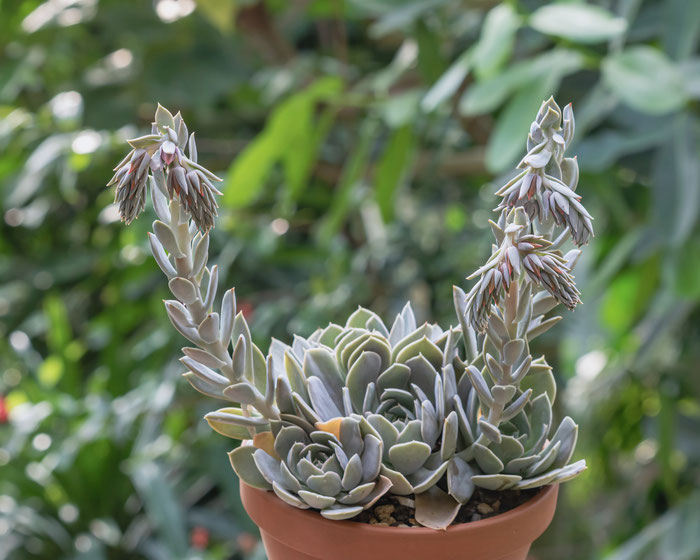 Echeveria runyonii