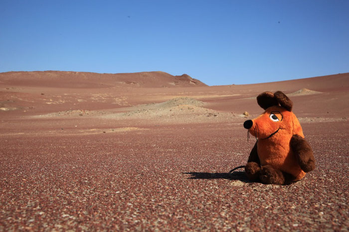 Maus auf dem Mars ?