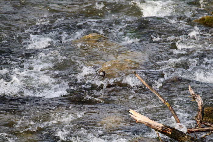 White throated dipper in Isar River Munich clear water