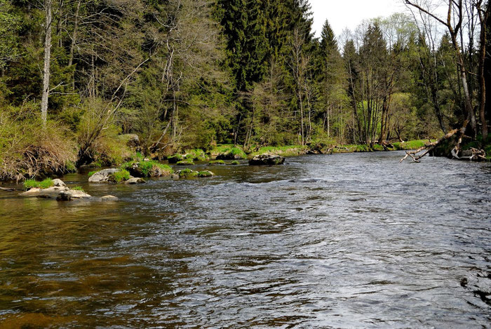 The "Schwarzer Regen" in Bavaria, Germany. Ideal for fly fishing with a flyrod | Angeln in Bayern am Schwarzen Regen.