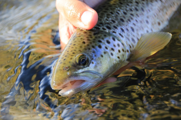 A brown trout, caught while fly fishing a secret river in Norway. Danica Dudes Fliegenfischen, Angeln