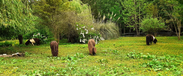 La main à la patte. Médiation animale. Animations.