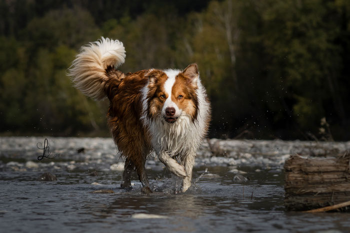 Bordercollie im Wasser