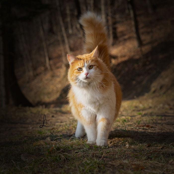 Rot-weisser Kater