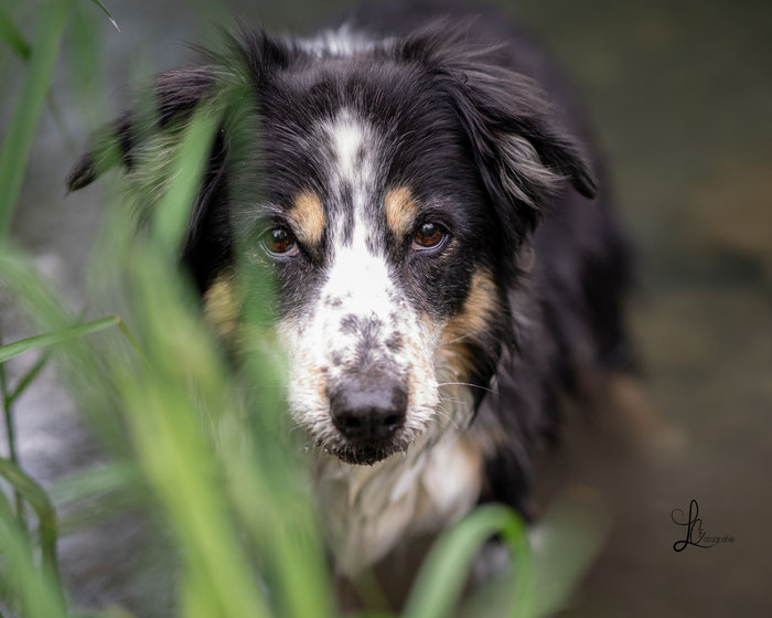 Bordercollie