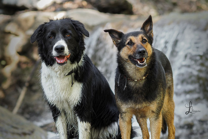 Bordercolliemix und Schäfermix